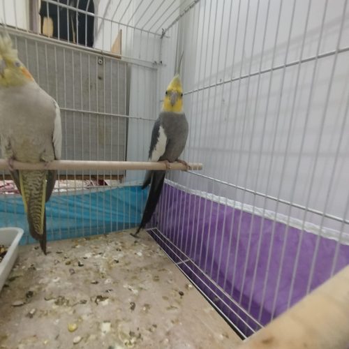 فروش پرنده عروس هلندی جفت