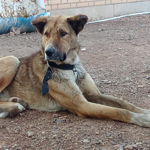 واگذاری  ب عشقباز با قیمت مناسب