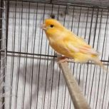 یه عدد قناری آواز خوان
