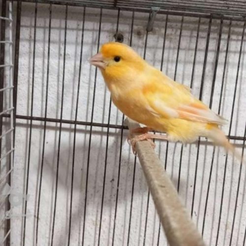 یه عدد قناری آواز خوان