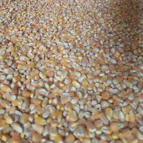 جو ذرت قیمت عمده