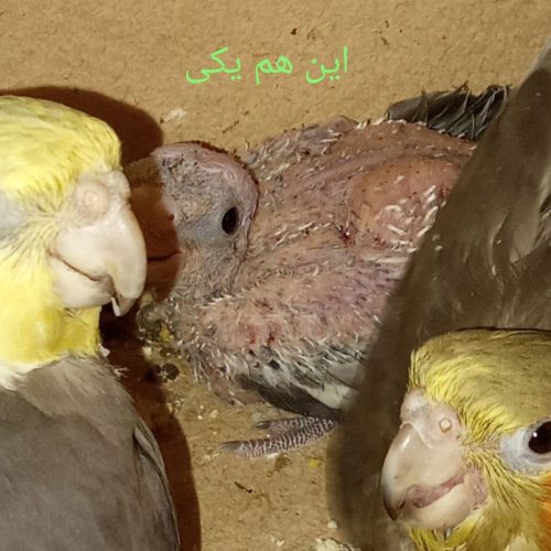 عروس هلندی مولد با جوجه