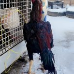 فروش خروس لاری