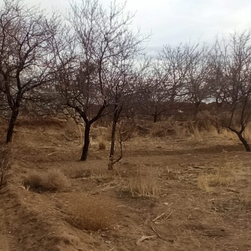 زمین باغ2300متر با یه ساعت آب قنات