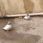 کله دمی نوک قنار