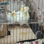 برای فروش مرغ عشق