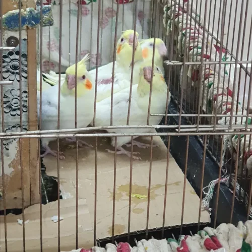 برای فروش مرغ عشق