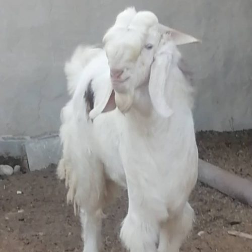 کشتار بره نر زیر یکسال کهره هم موجود داریم*