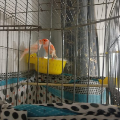 قناری مولد با تخم