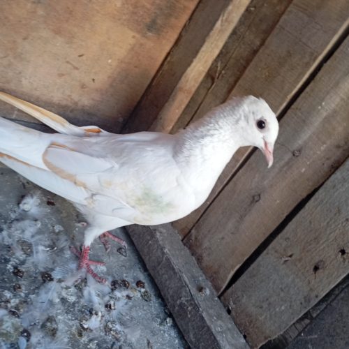 کبوتر پتی والا ماده