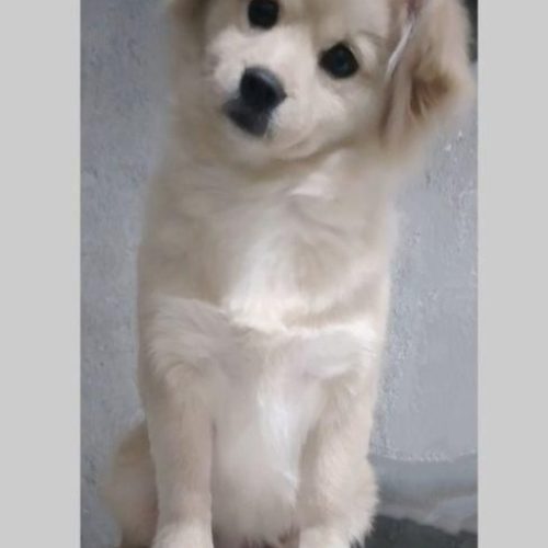 فروش پامر اشپیتز