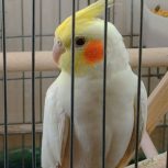 عروس هلندی نر و ماده