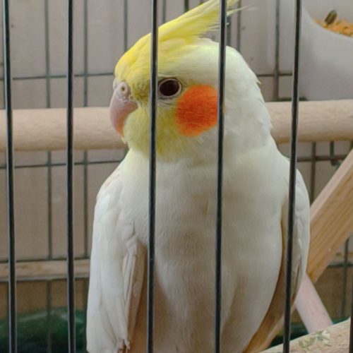 عروس هلندی نر و ماده