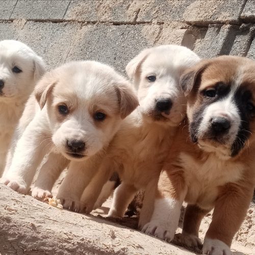 توله سگ خراسانی