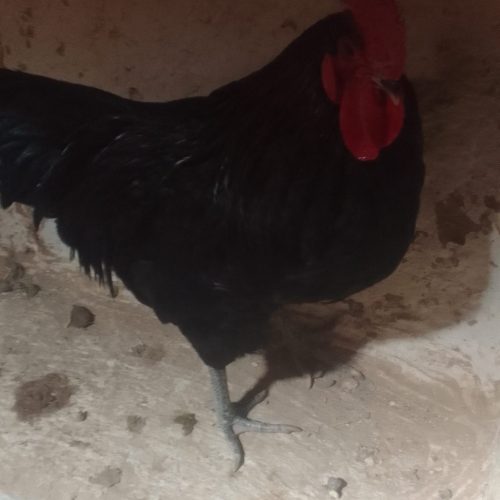 ۲عدد خروس استرالوپ زینتی استرالوپ استرالیایی