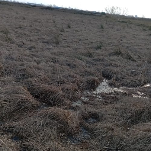 فروش زمین بیجاری