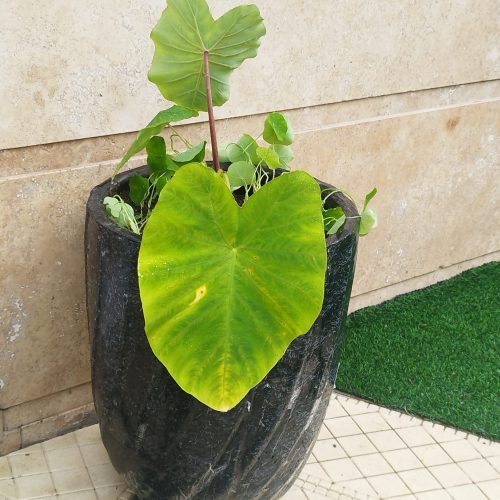 ویلا مجلل 2 خوابه با فوتبال دستی زیباکنار