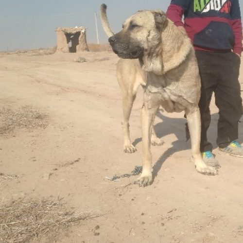 سگ‌سرابی اصیل