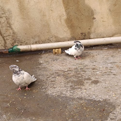 کله دمی نوک قنار