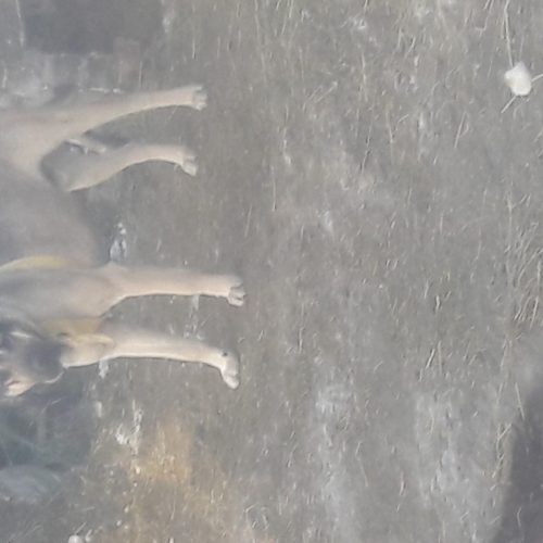 سگ‌سرابی‌در‌آقجه‌قیا