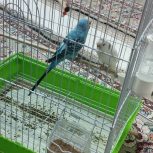 یه جفت پرنده مرغ عشق