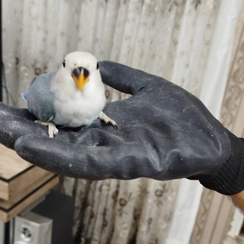 کوتوله نژاد دار