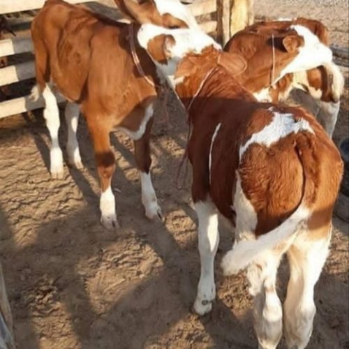 خرید وفروش انواع گوساله های نروماده پرواری