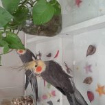 عروس‌هلندی