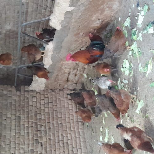 مرغ تخم گذار