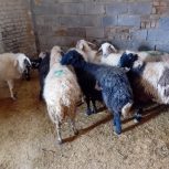 میش بره فروشی