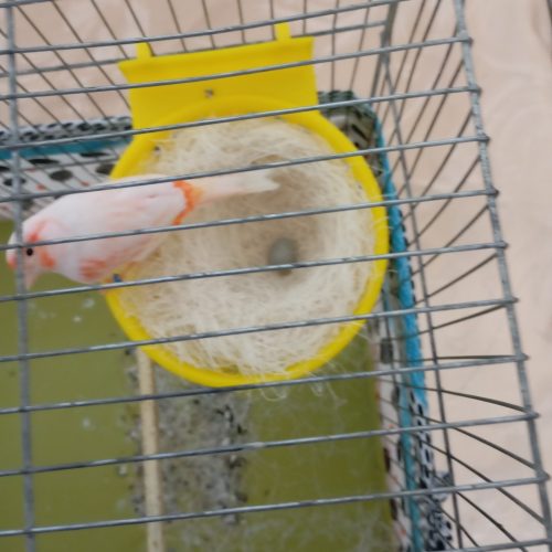 قناری مولد با تخم