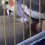 عروس هلندی نر و ماده