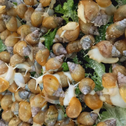 حلزون اچاتینا