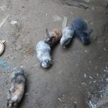 خرگوش چرسی لوپی