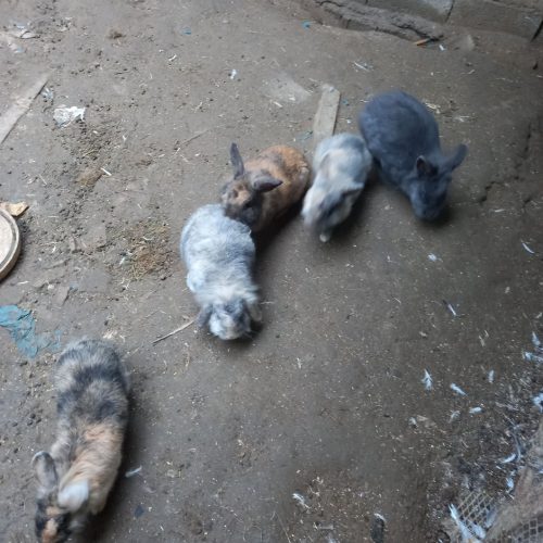 خرگوش چرسی لوپی