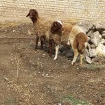 دو راس بره ماده پای قوچ