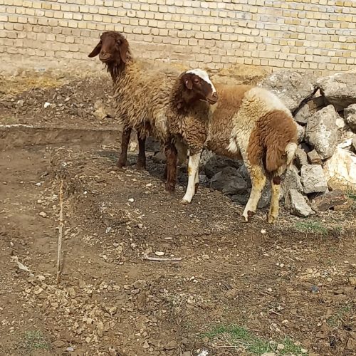 دو راس بره ماده پای قوچ