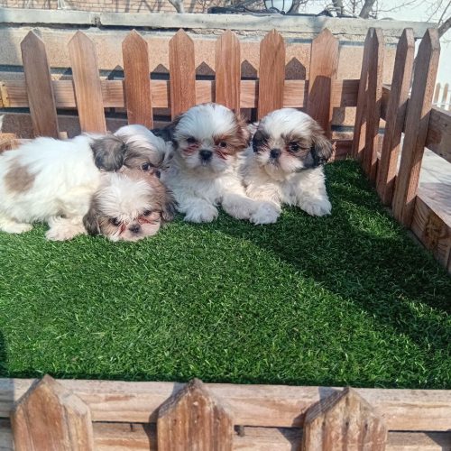 شیتزو  های اصیل کوچلو