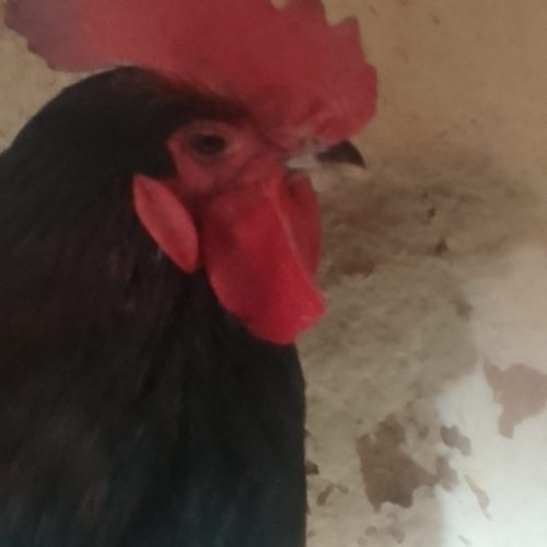 ۲عدد خروس استرالوپ زینتی استرالوپ استرالیایی