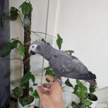 کاسکو دم قرمز دستی