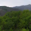 باغ