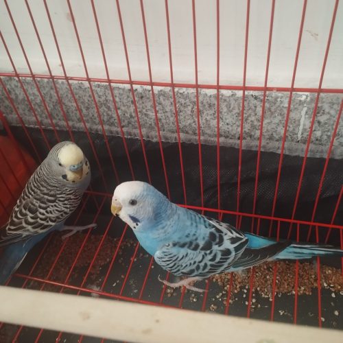 دو عدد مرغ عشق نر ماده همراه قفس