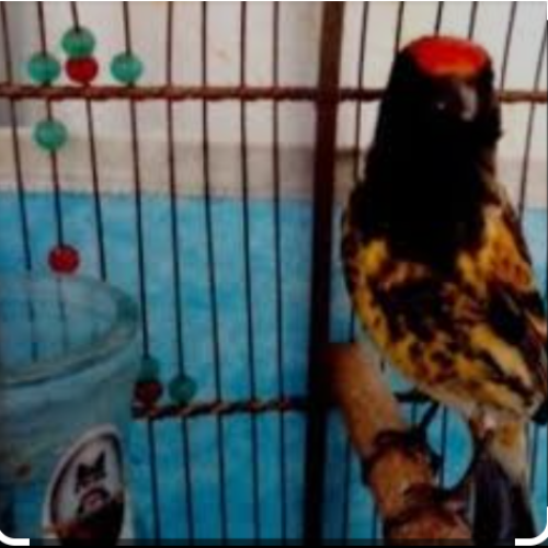 گلبسرنر مست. جفتی قناری