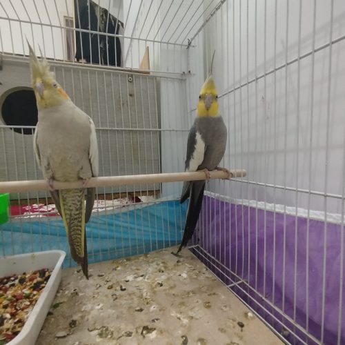 فروش پرنده عروس هلندی جفت