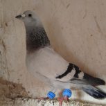 کفتر صید قلدور