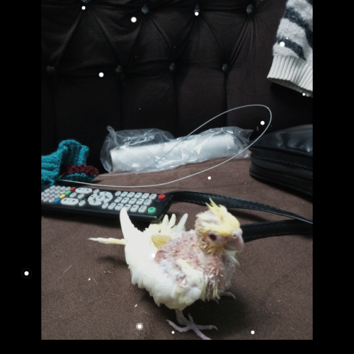 فروش عروس هلندی لوتینو