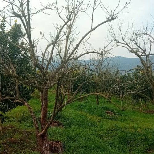 فروش زمین وباغ