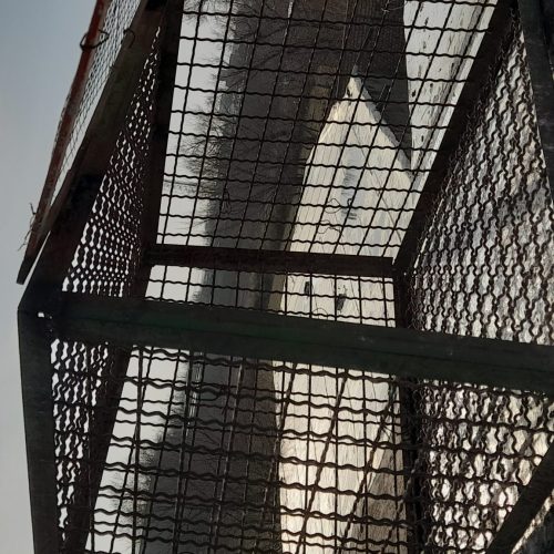 قفس تور کلکی