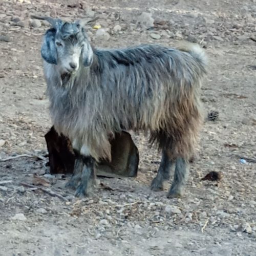 سلام خدمت دوستا