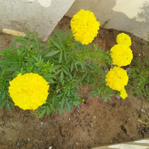 ویلا مجلل 2 خوابه با فوتبال دستی زیباکنار